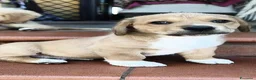 Meticcio cani in regalo: BAO tenerissimo cucciolotto - Annuncio 2