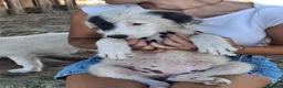 Meticcio cani in regalo: BRIE 🩷  UNA MACCHIA, MILLE COCCOLE 😍😍 a Provincia di Padova - Annuncio 4