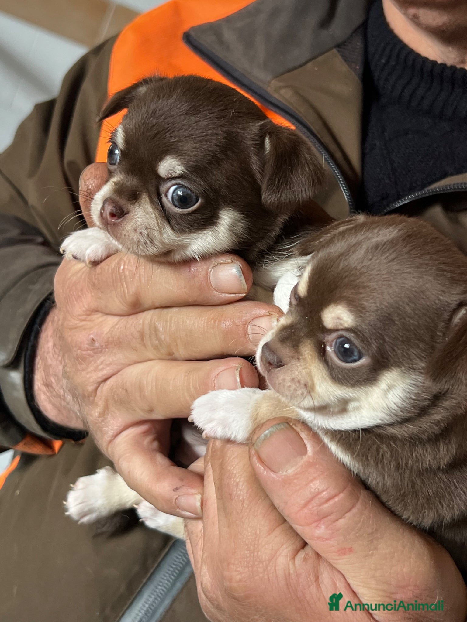 Chihuahua cani Chihuahua  - Annuncio 2