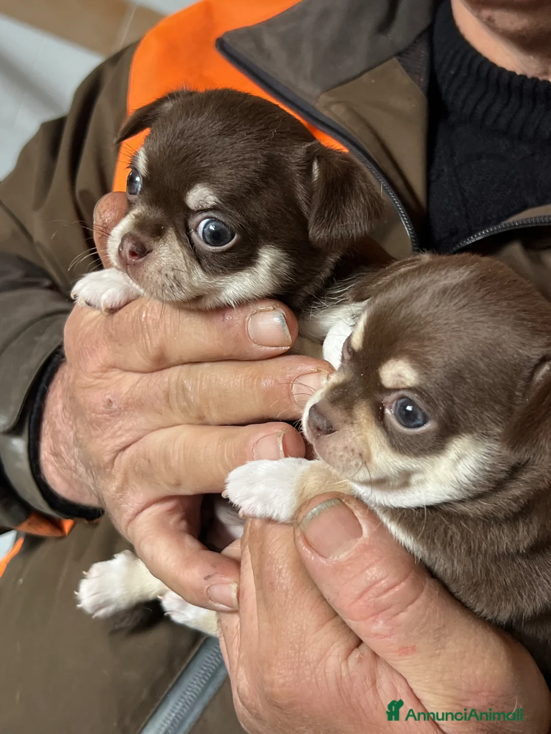 Chihuahua cani in vendita: Chihuahua  - Annuncio 1