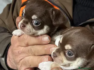 Chihuahua cani Chihuahua - Annuncio 2