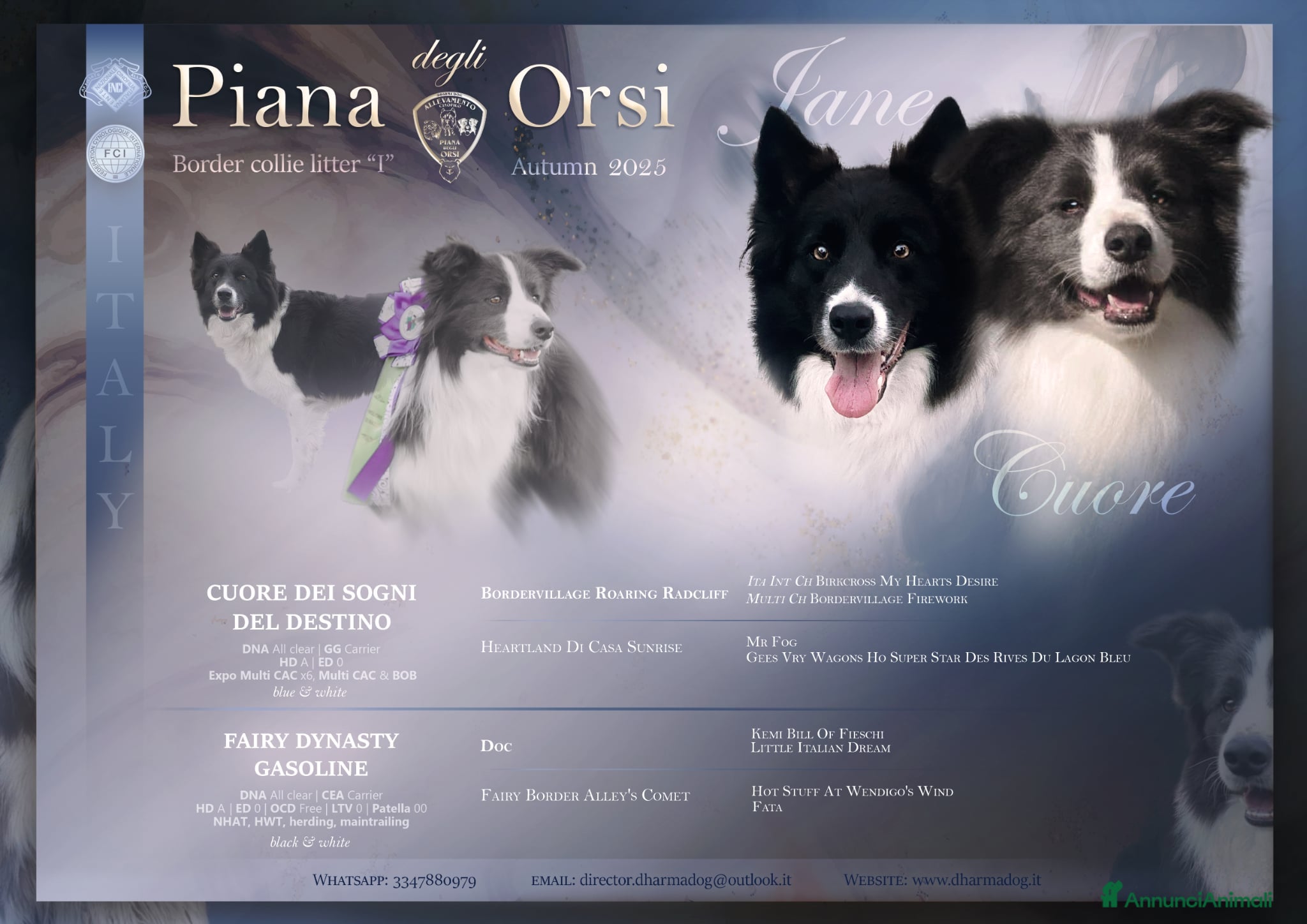 Border Collie cani Border collie femmina  - Annuncio 3