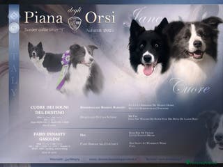 Border Collie cani Border collie femmina - Annuncio 3