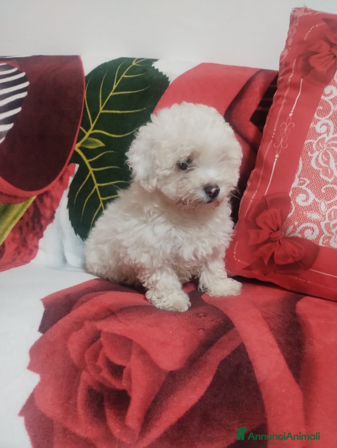 Barboncino Toy cani in vendita: Barboncino Toy femmina 3 mesi  - Annuncio 2