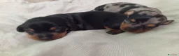Bassotto cani in vendita: Cuccioli bassotto arlecchino e nero focato  - Annuncio 4