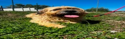Meticcio cani in regalo: Nemo  a Provincia di Vercelli - Annuncio 3