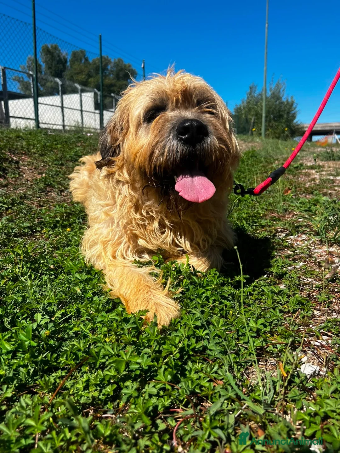 Meticcio cani in regalo: Nemo  a Provincia di Vercelli - Annuncio 3