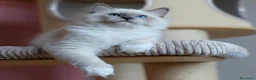 Ragdoll gatti in vendita: Splendidi cuccioli di ragdoll - Annuncio 5