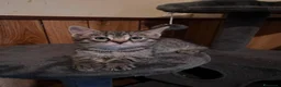 Meticcio gatti in regalo: GATTINI ADORABILI E GATTI ADULTI - Annuncio 5
