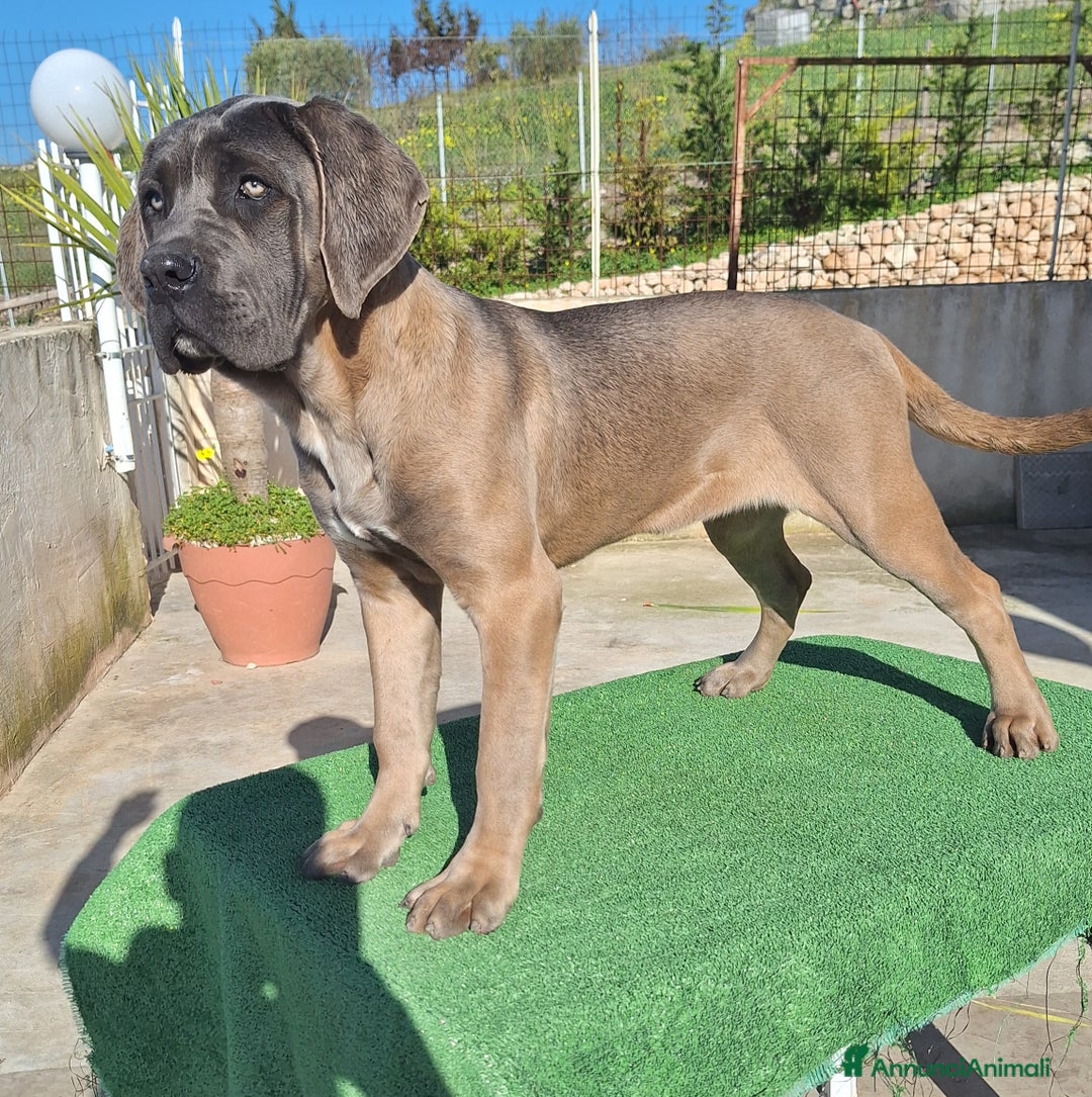 Cane Corso cani in vendita: Cane Corso - Annuncio 13