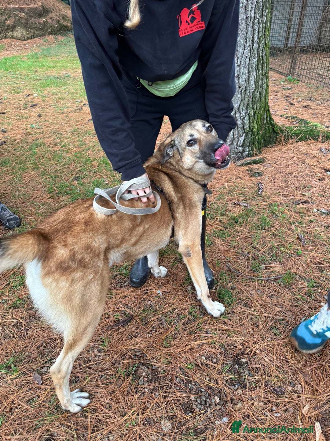 Meticcio cani in regalo: Splendido meticcio - Whisky - Annuncio 13