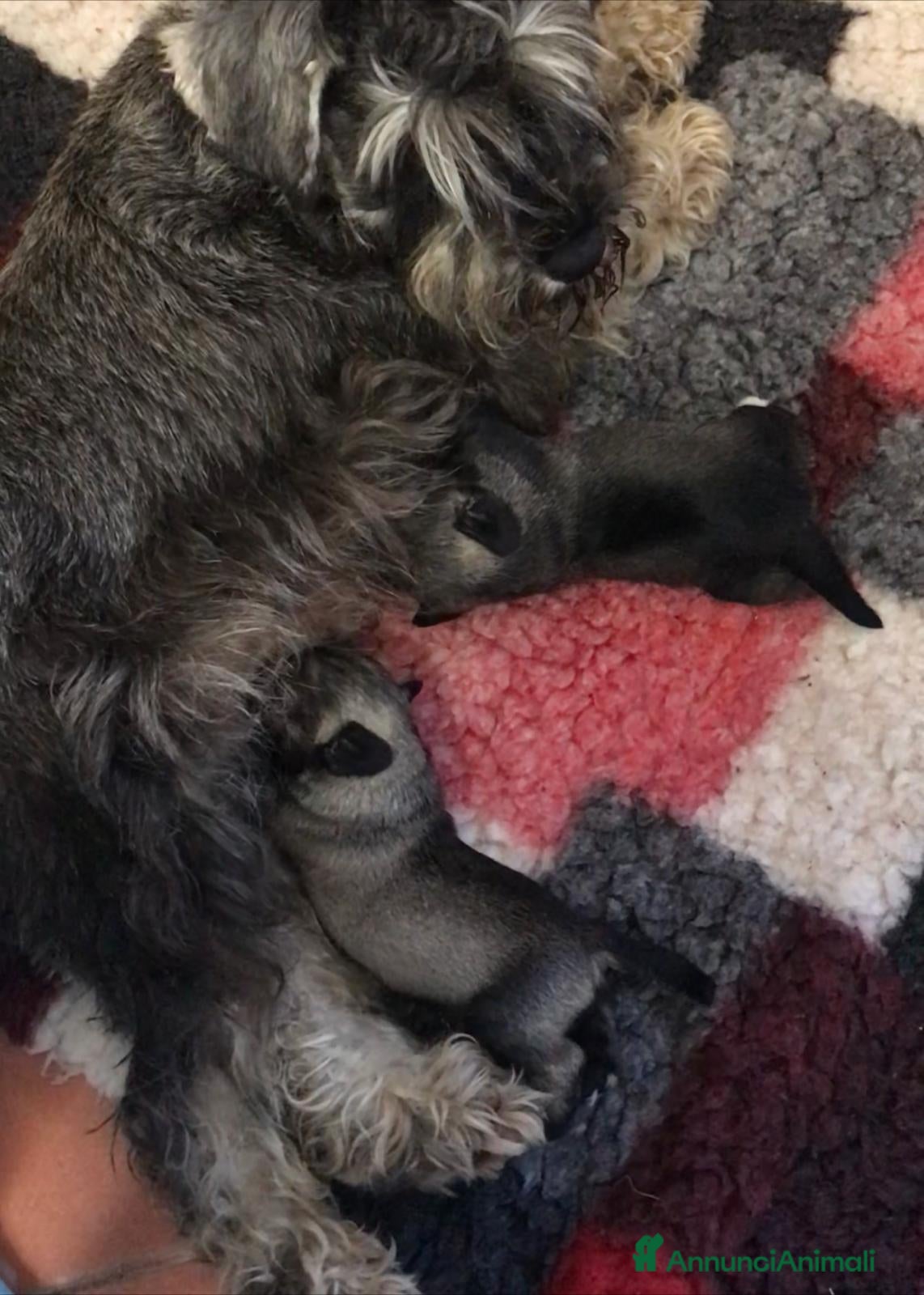 Mini Schnauzer cani Cuccioli Zwergschnauzer pepe e sale - Annuncio 1