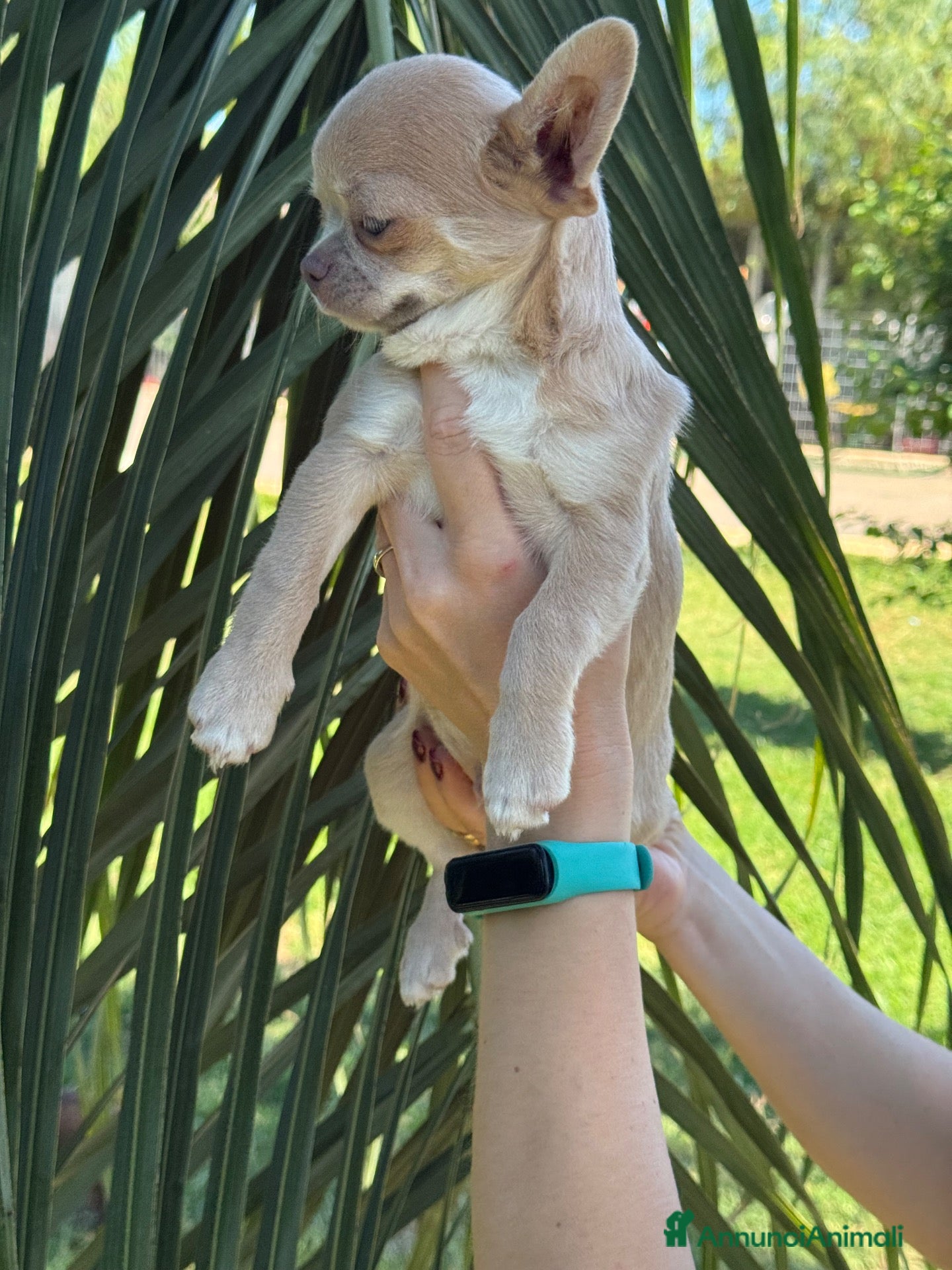 Chihuahua cani in vendita: Cuccioli chihuahua con Pedigree Enci - Annuncio 1