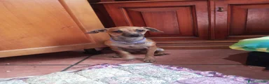 Meticcio Cucciolo 2