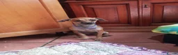Meticcio cani in vendita: Similpinscher - Annuncio 4