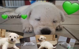 Pastore Svizzero cani in vendita: Cuccioli pastore svizzero bianco  a Province of Brescia - Immagine 7