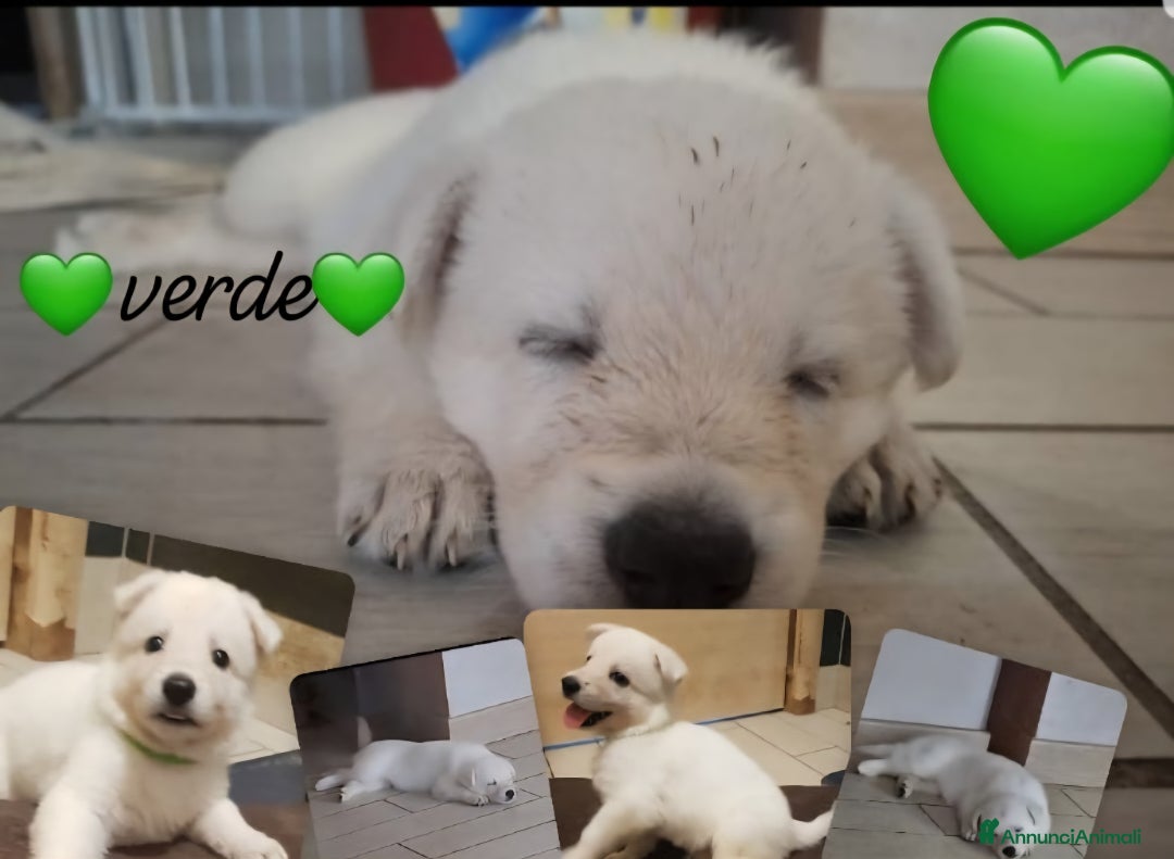 Pastore Svizzero cani in vendita: Cuccioli pastore svizzero bianco  a Province of Brescia - Immagine 7