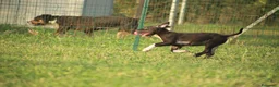 Pitbull cani in vendita: Cuccioli Pit Bull con pedigree anche a rate - Annuncio 26