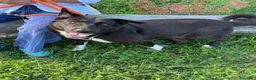 Meticcio cani in regalo: Windy, splendida ed equilibrata simil labrador - Annuncio 5