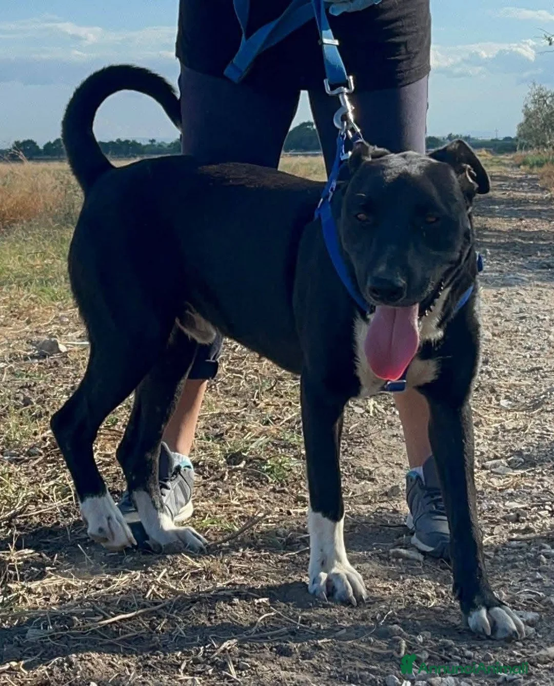 Meticcio cani in regalo: Dylan - Annuncio 5