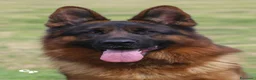 Pastore Tedesco cani in vendita: Super cuccioli alta genealogia - Annuncio 5