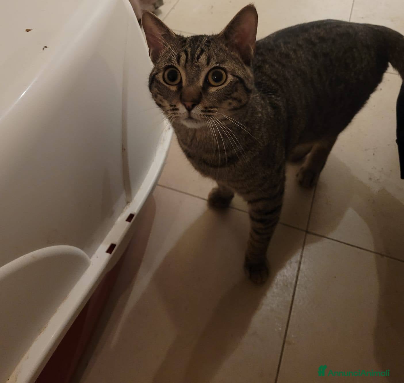 Meticcio gatti Saisey micio coccolone - Annuncio 15