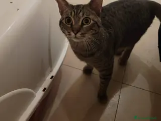 Meticcio gatti Saisey micio coccolone - Annuncio 15