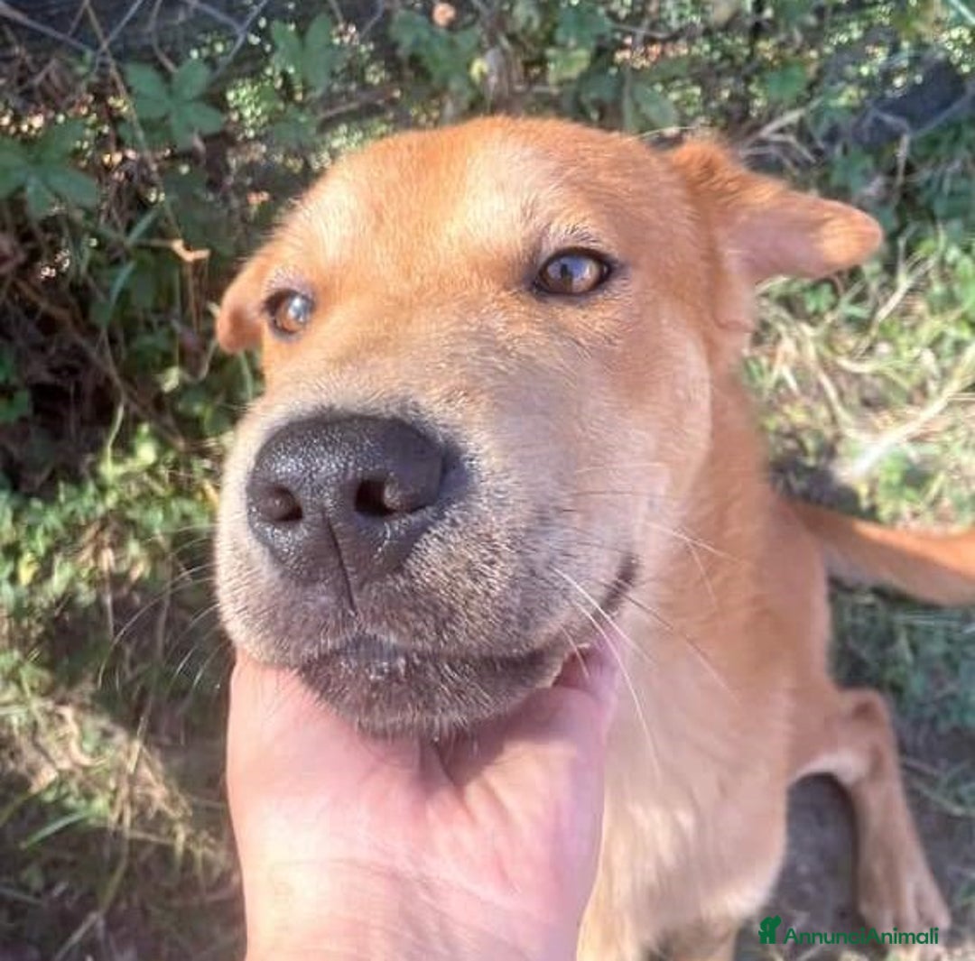 Meticcio cani in regalo: LARS, Cucciolo simil sharpey a Provincia di Latina - Annuncio 1