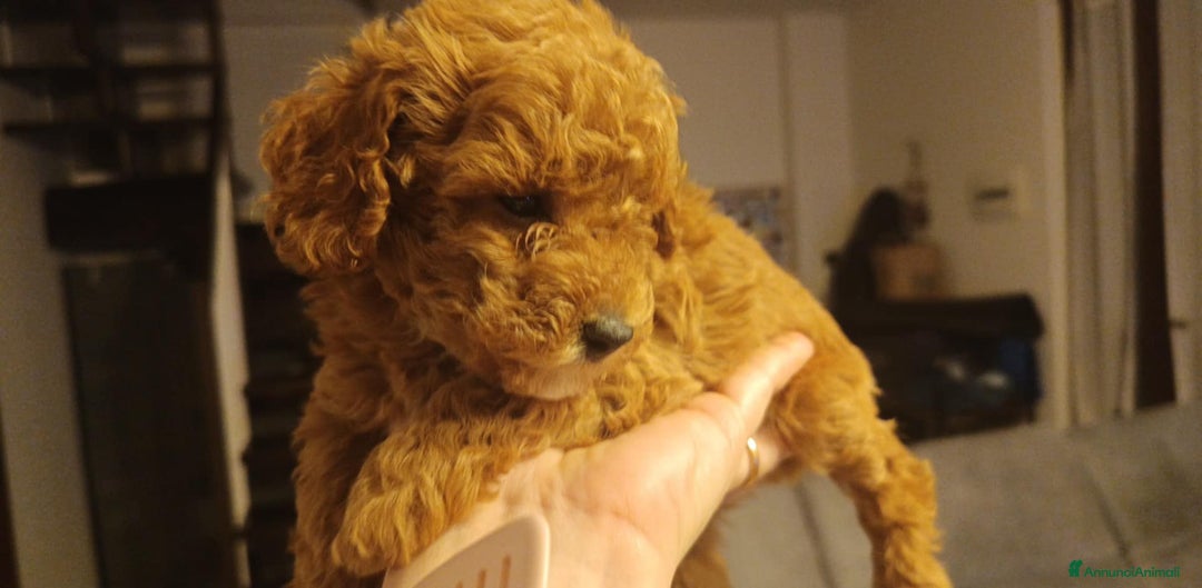 Barboncino Toy cani in vendita: Barboncina Toy fulvo red pedigree ENCI  - Annuncio 3