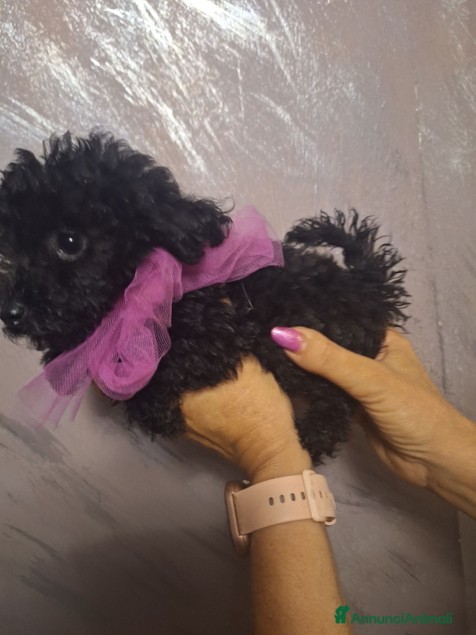 Barboncino Toy cani Barboncino toy femmina  - Annuncio 15