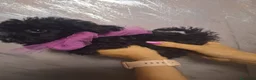 Barboncino Toy cani in vendita: Barboncino toy femmina  - Annuncio 1
