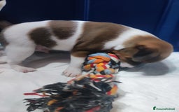 Jack Russell cani in vendita: Jeck Russell  a Città metropolitana di Roma Capitale - Immagine 4
