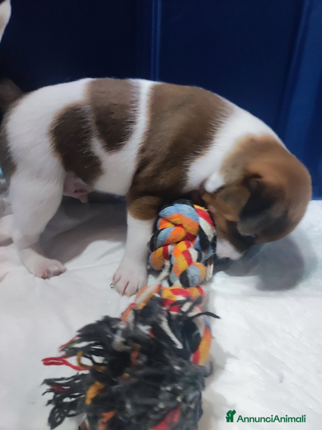 Jack Russell cani in vendita: Jeck Russell  a Città metropolitana di Roma Capitale - Immagine 4