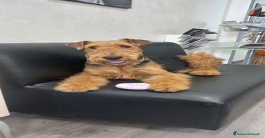 Airedale Terrier cani - Annuncio 5