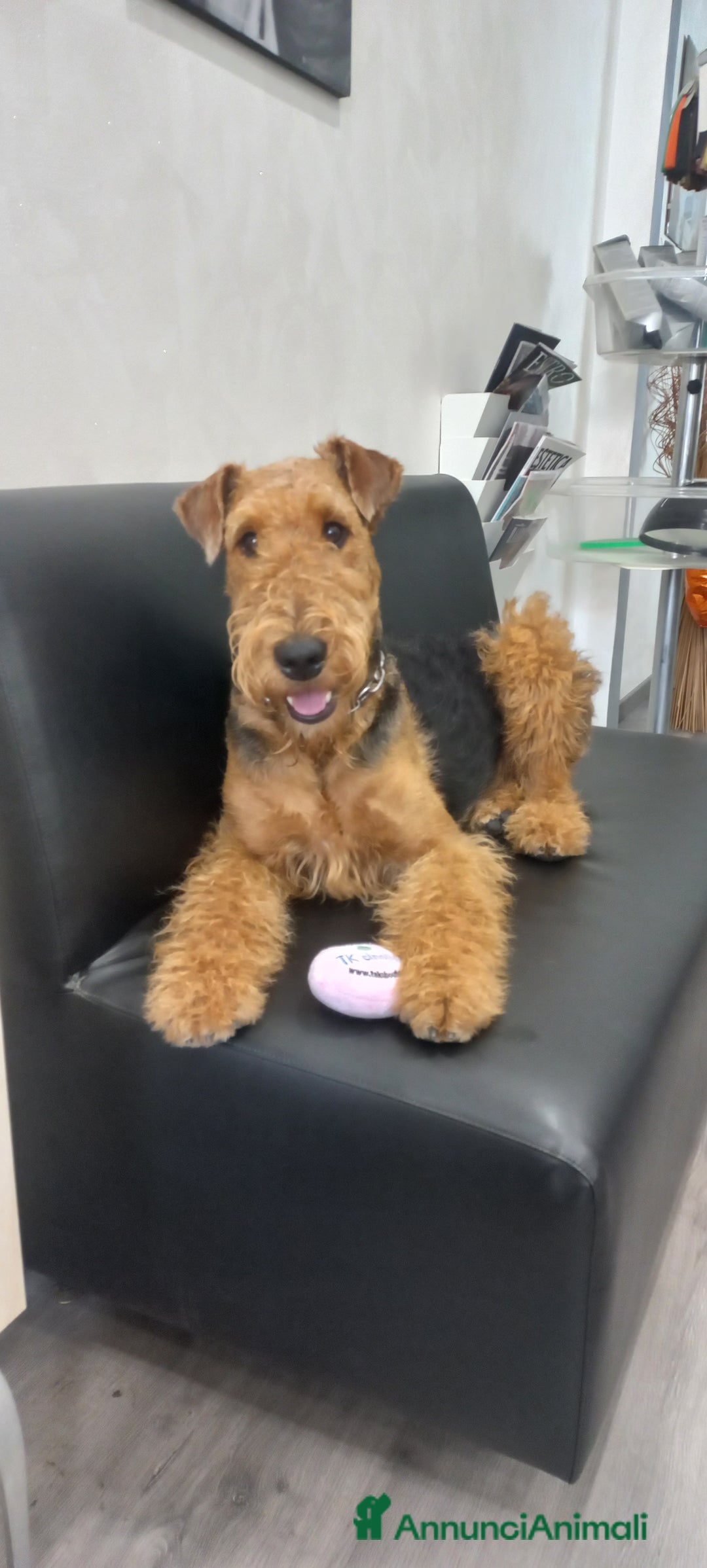 Airedale Terrier cani in vendita: Airedale Terrier cuccioli  - Annuncio 3