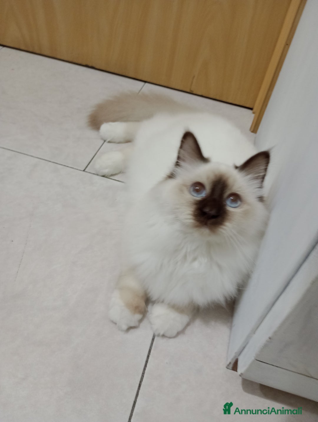 Sacro di Birmania gatti in vendita: Cucciola Sacro dì Birmania  - Annuncio 5