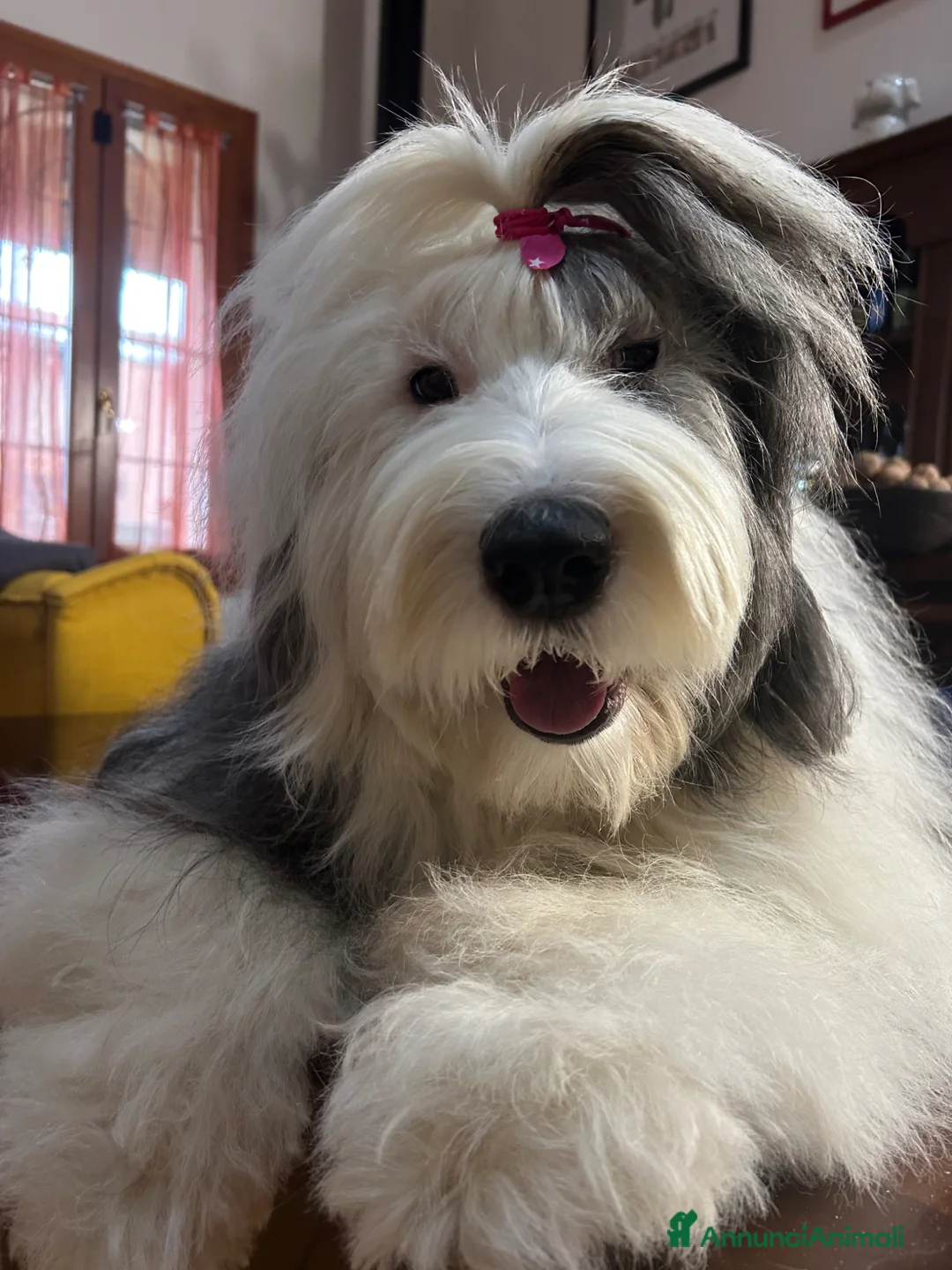 Bobtail cani in vendita: Cuccioli di Bobtail  a Città Metropolitana di Bologna - Annuncio 11