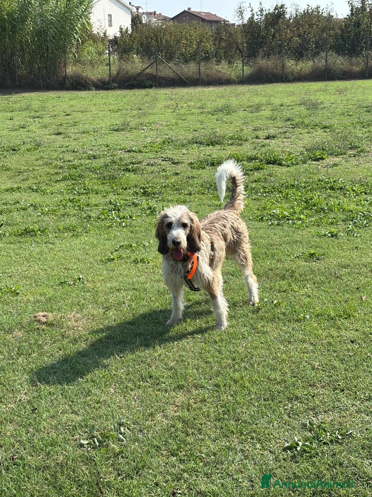 Meticcio cani Oscar - Annuncio 8