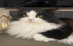 Siberiano gatti per accoppiamento: Stallone siberiano per monta - Immagine 4