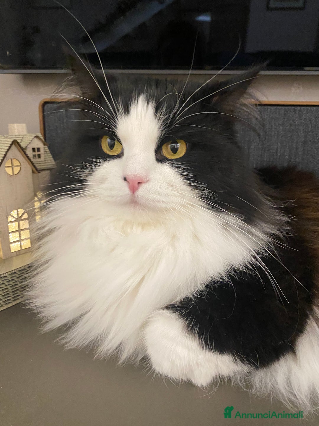 Siberiano gatti per accoppiamento: Stallone siberiano per monta - Immagine 4