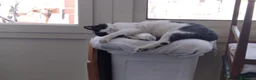 Europeo gatti in regalo: Micha e Rainbow hanno bisogno di una nuova casa! - Annuncio 2