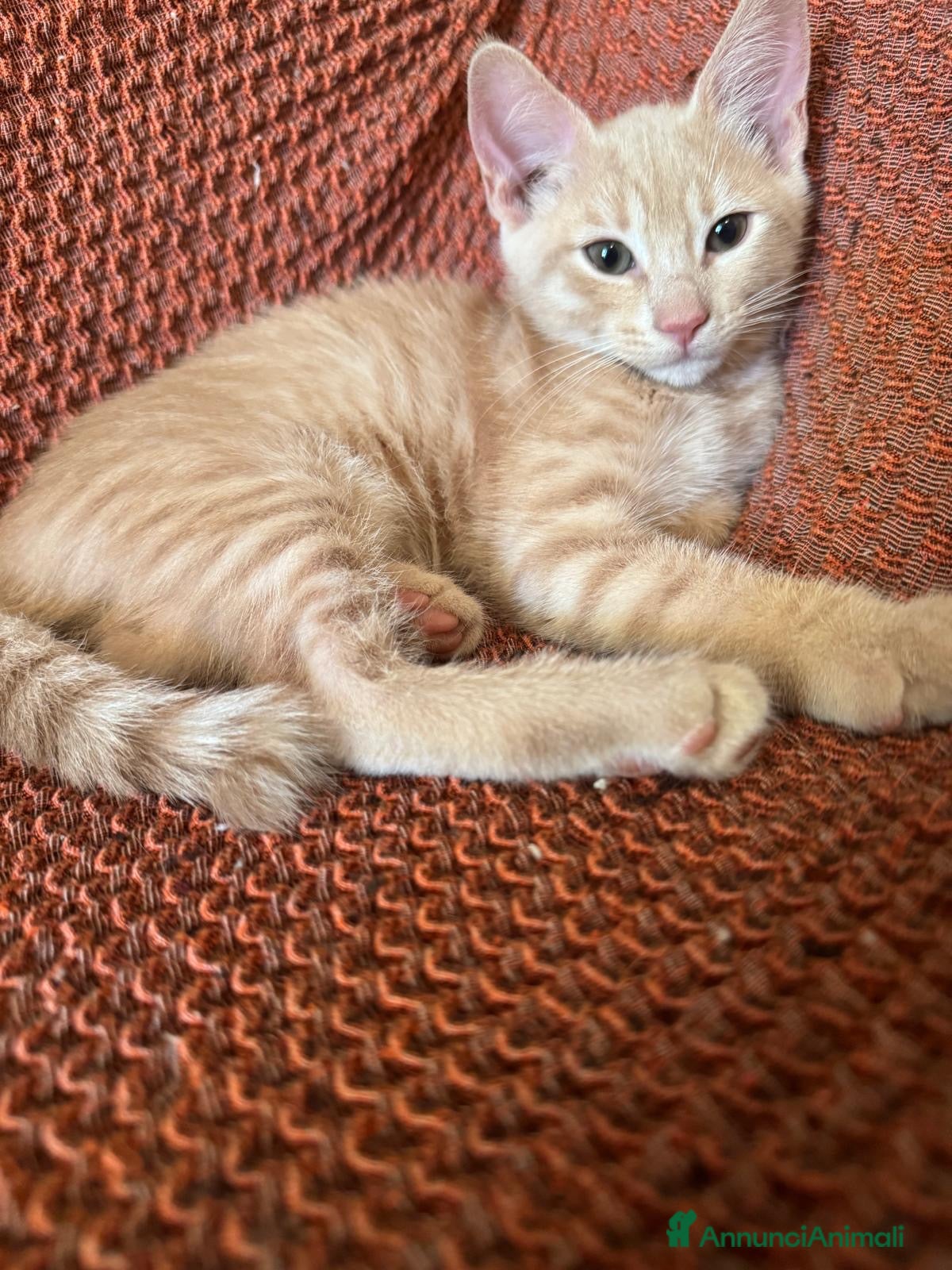 Europeo gatti Sorella e Fratello 5 mese dolce circa famiglia  - Annuncio 2