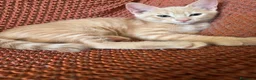 Europeo gatti in regalo: Sorella e Fratello 5 mese dolce circa famiglia  - Annuncio 1