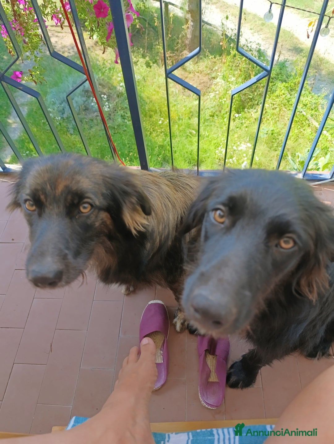 Border Collie cani in regalo: nuova casa felice per Alundra - Annuncio 7