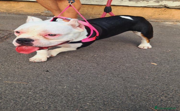American Bully cani a Provincia di Parma - Annuncio 1