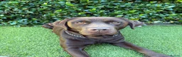 Labrador cani per accoppiamento: Disponibile per monta - Labrador Retriver  a Provincia di Como - Annuncio 9