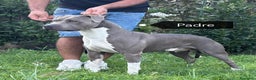 American Staffordshire cani in vendita: Cuccioli Amstaff con pedigree enci  - Annuncio 4