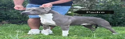 American Staffordshire cani in vendita: Cuccioli Amstaff con pedigree enci  - Annuncio 4