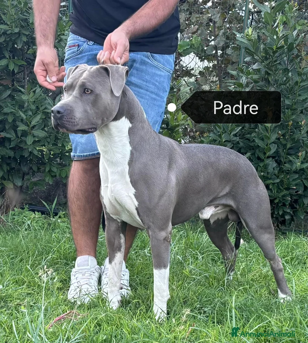 American Staffordshire cani in vendita: Cuccioli Amstaff con pedigree enci  - Annuncio 4