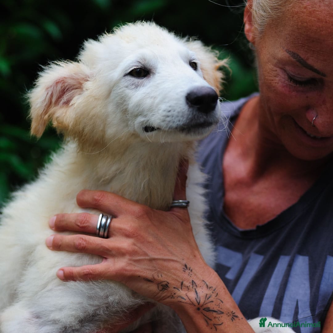 Meticcio cani in regalo: Juri, 4 mesi a Provincia di Bergamo - Immagine 9